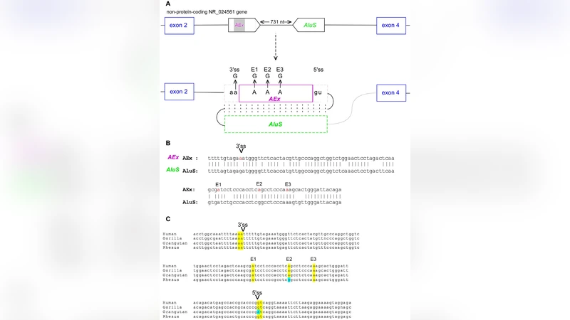 전이인자 외소인화의 위치 편향과 진화적 의미