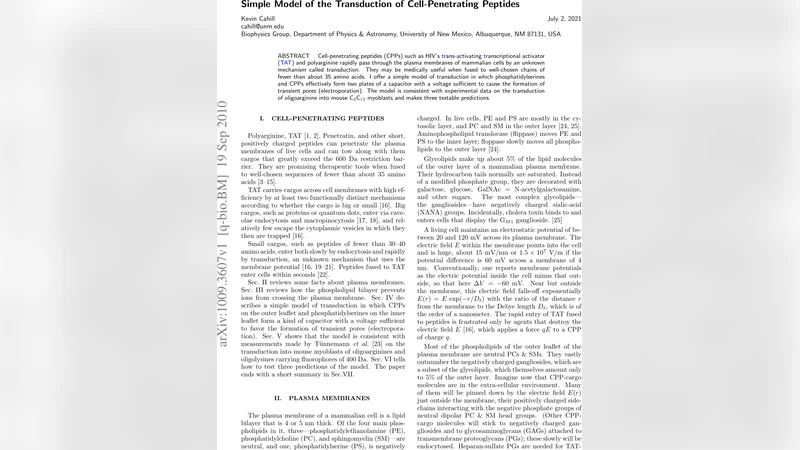 세포 침투 펩타이드 전도 메커니즘 간단 모델