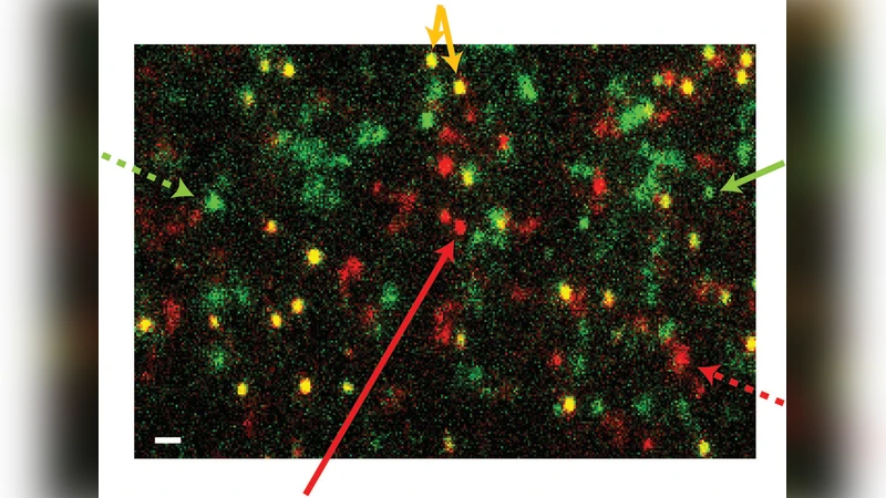 단일분자 영상으로 보는 단백질 흡착 메커니즘