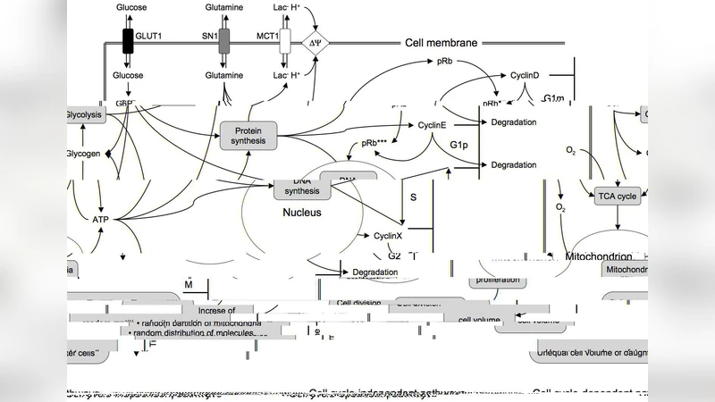 종양 구형 모델링의 계산적 도전 과제