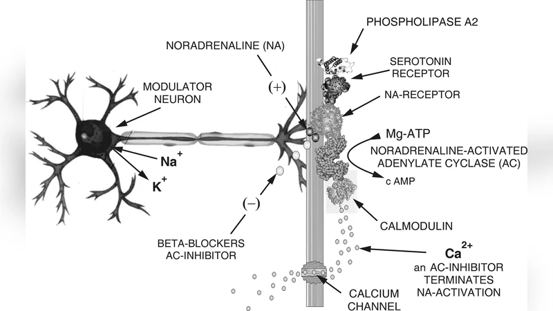 노르에피네프린에 의한 아데닐레이트 사이클레이스 활성화와 기억 강화 메커니즘