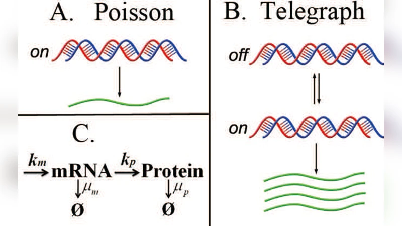 유전자 발현 중 단백질 분포 잡음의 전사후 조절