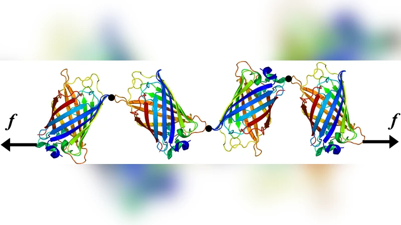 방향에 따른 GFP 기계적 펼침과 힘 센서