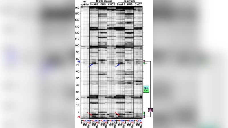자동 RNA 구조 예측으로 밝혀진 이중 글리신 리보스위치의 숨겨진 연결 고리