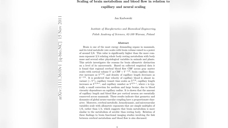 뇌 대사와 혈류의 1/6 법칙: 모세혈관과 뉴런의 스케일링