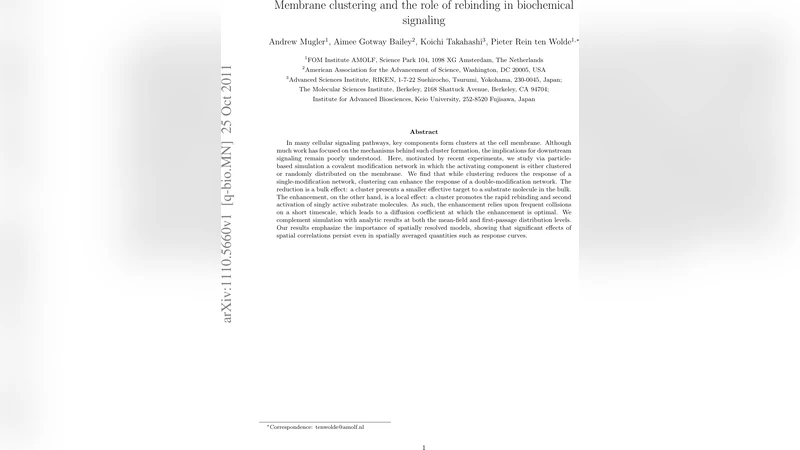 막 클러스터링이 신호 전달에 미치는 이중 변형 효능 증폭 메커니즘