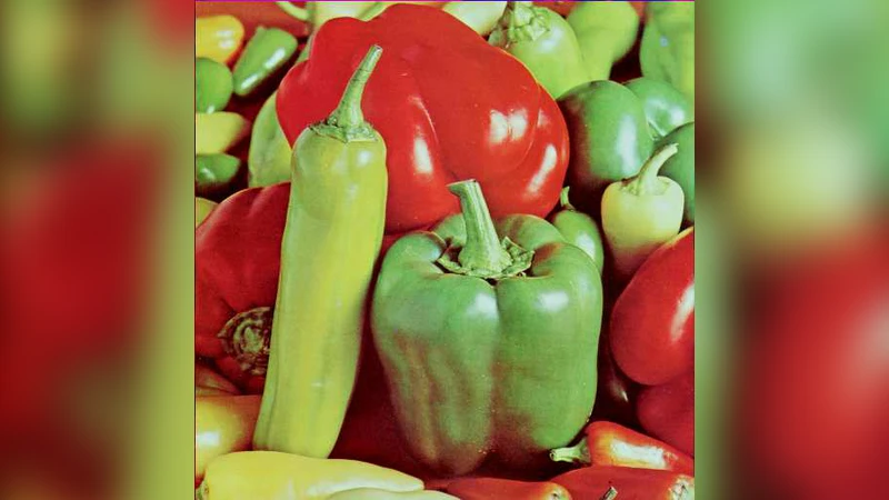 색상 이미지 암호화 알고리즘 취약점 분석과 선택 평문 공격