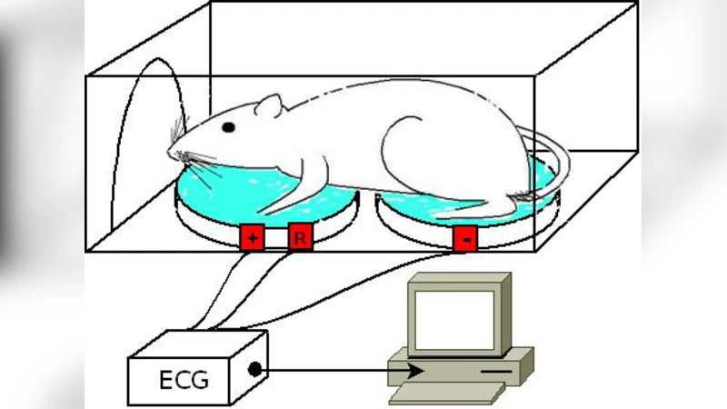 비침습 액체 전극을 이용한 의식 쥐의 심전도 기록법