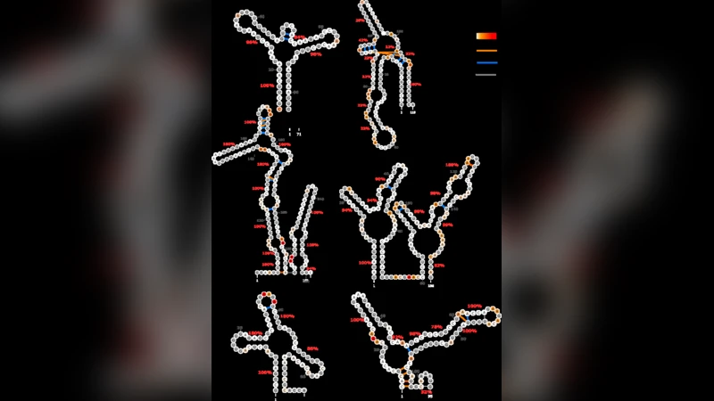 정량적 DMS 매핑을 통한 자동 RNA 2차 구조 예측