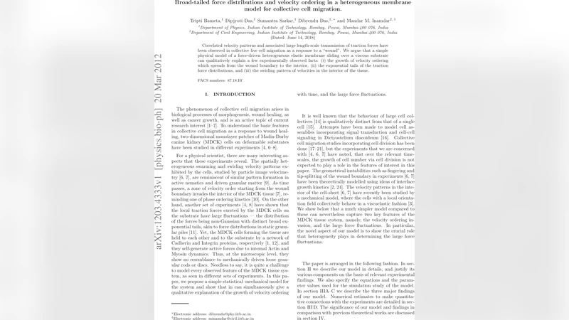 이질적 막 모델로 본 집단 세포 이동의 힘과 속도 패턴