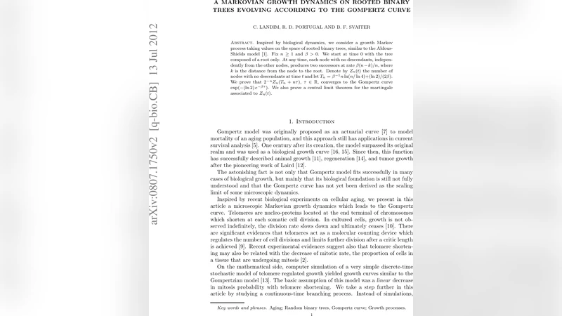 고무프츠 곡선으로 수렴하는 이진 트리 성장 마코프 과정