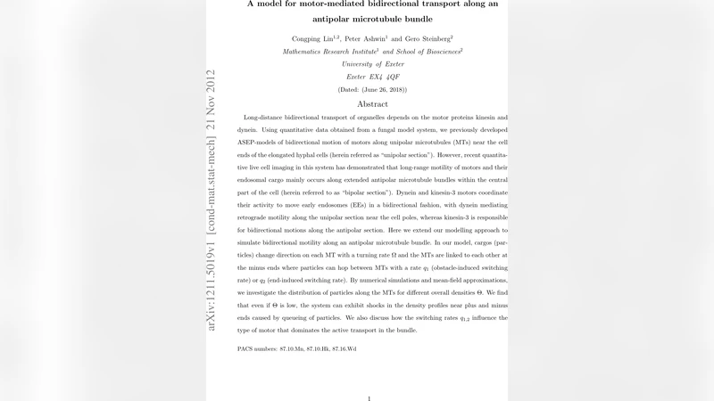 양극성 미세소관 다발에서 모터‑매개 양방향 수송 모델링