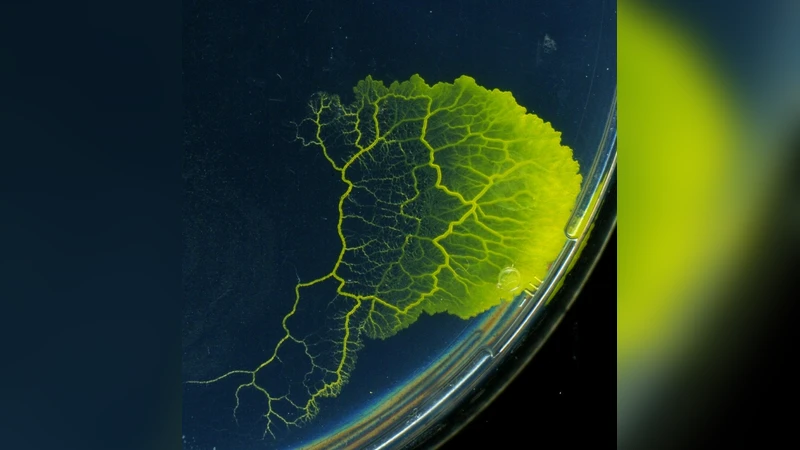 자기조직화된 아메보이드 이동을 구현한 다중 에이전트 물리오막 모델