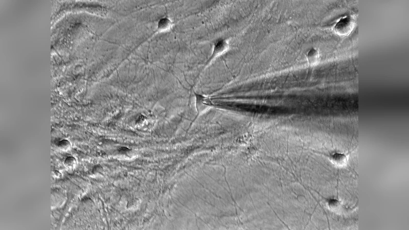 비선형 시스템의 안정적 주기 궤도 식별을 위한 볼록 최적화 방법