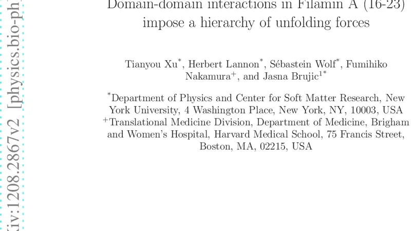 필라민 A 16‑23 영역의 도메인 상호작용이 만든 힘의 위계 구조