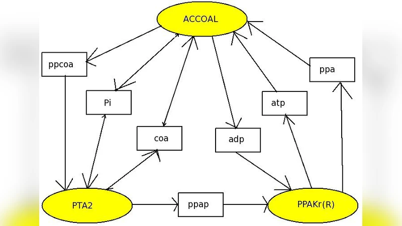 정상 화학 네트워크에서 클라우지우스 법칙과 대안 정리의 연결