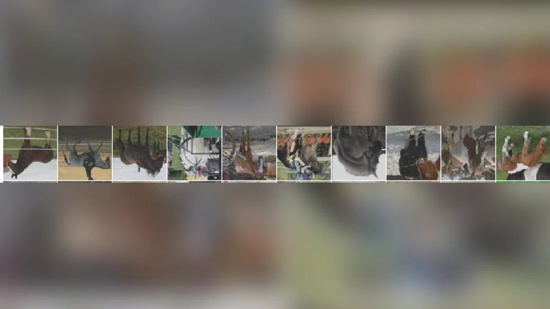 채널‑아웃 네트워크: 희소 경로 코딩을 통한 차세대 딥러닝 설계