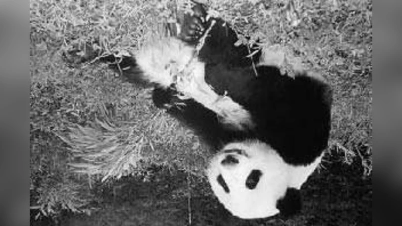 이미지 분류를 위한 중간 수준 특징 학습 및 뉴런 선택성 모델링