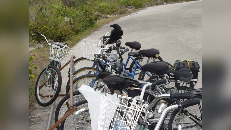 고전 강체 회전 운동 작용 각도와 상대 코호몰로지 단위 원 위 근을 갖는 다항식