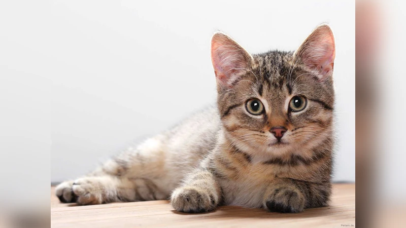 딥 에피토픽 컨볼루션 신경망