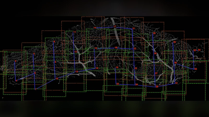 5차원 줄기세포 이미지 자동 분할 추적 계통 분석 도구