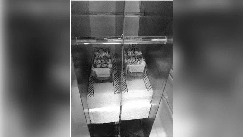 구백십오 메가헤르츠 무선주파수 전자기장이 콩식물 뿌리 세포에 미치는 미세핵 유도 효과