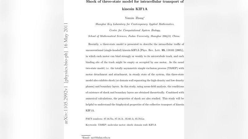 KIF1A 세 단계 모델의 충격 현상 분석