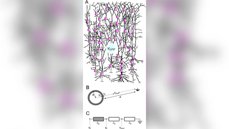 뇌 외부 임피던스의 주파수 의존성을 밝히는 세포내·세포외 전위 전이 함수 분석