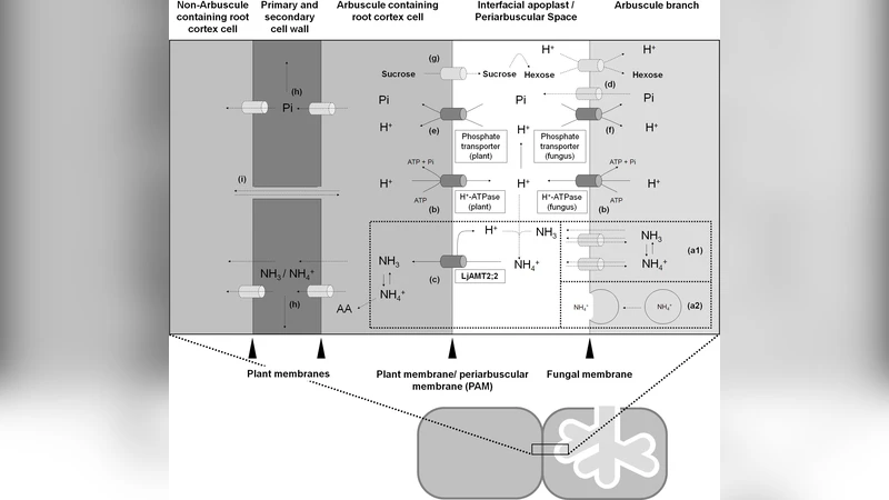SCLS 기반 암모늄 수송체 모델링과 식물 균류 공생 시뮬레이션