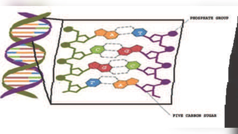 DNA 암호학의 최신 동향과 과제