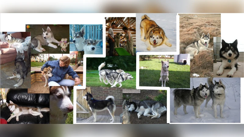 시각적 주의 모델로 강아지 품종 구분 최첨단 달성