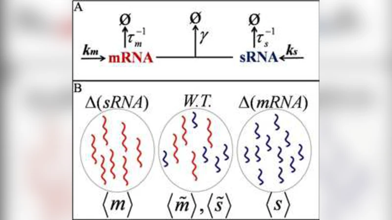 소형 RNA로 mRNA 전사와 분해 속도 동시에 측정하기