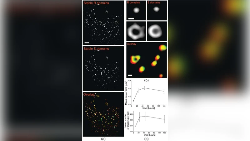 시냅스 수용체 도메인의 형성과 안정성