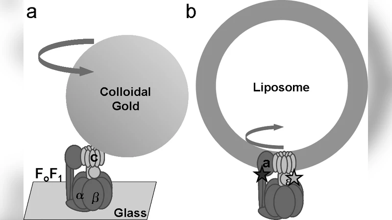 단일 박테리아 내 FoF1‑ATP 합성효소 회전 실시간 FRET 측정