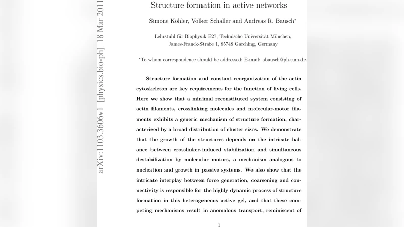 활성 네트워크의 구조 형성 메커니즘