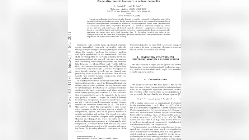 협동적 단백질 수송이 유지하는 세포소기관 정체성