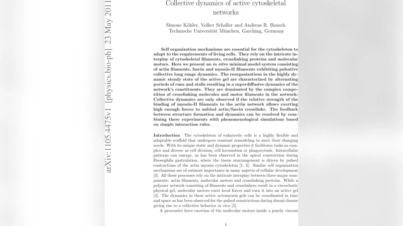 활성 시토스켈레톤 네트워크의 집단 역동성