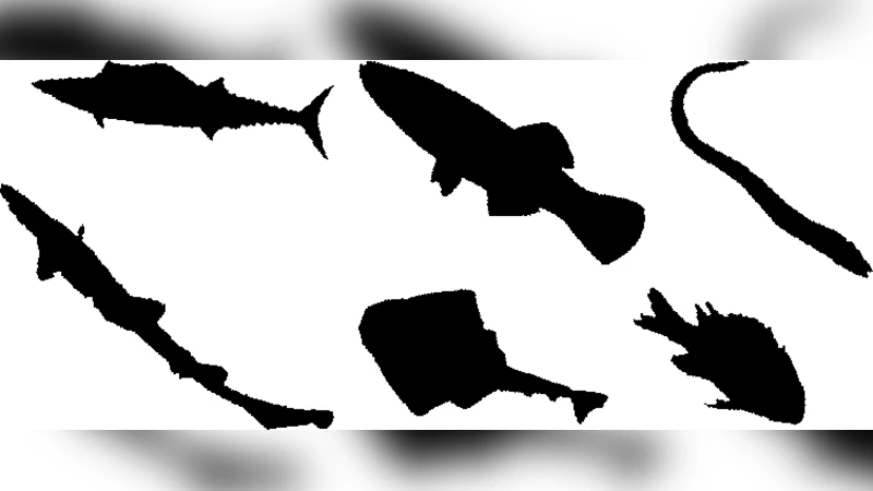 곡률 기반 프랙탈 차원으로 보는 새로운 형태 분석 기법