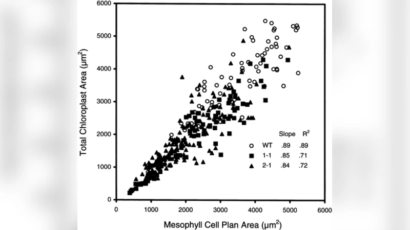 엽육세포 내 엽록체 성장 조절 메커니즘의 수학적 모델링