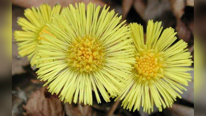 문맥 인식 지역 신경 코드 기반 딥 어트리뷰트