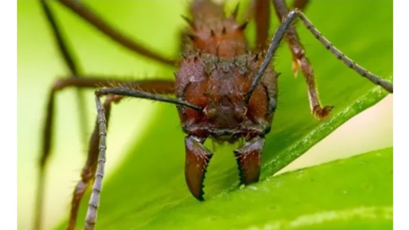 잎의 파괴인성 자연 복합재의 비밀과 응용