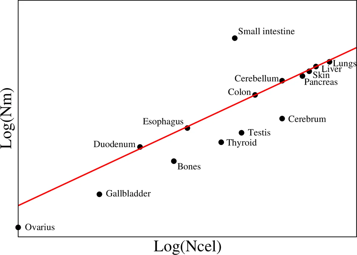 조직 거주 대식세포 수 추정법