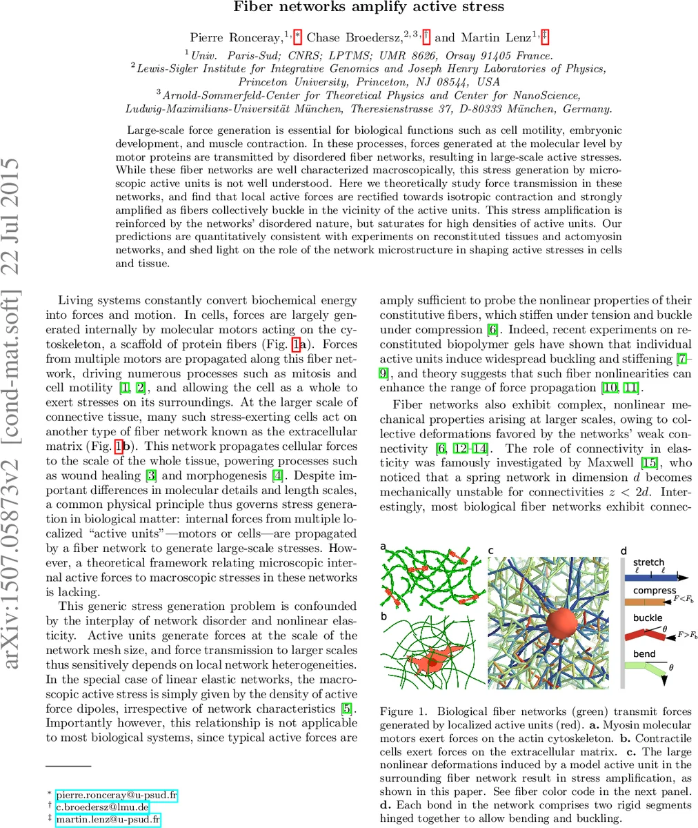 섬유 네트워크가 활성 응력을 증폭한다