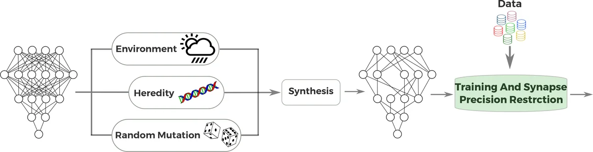 진화적 합성을 통한 신경망 정밀도 제한의 효율성 탐구