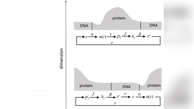 자기참조 DNA와 단백질: 물리·기하학적 고찰