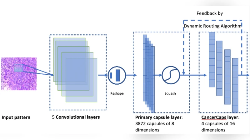 유방암 조직 이미지 분류를 위한 합성곱 캡슐 네트워크