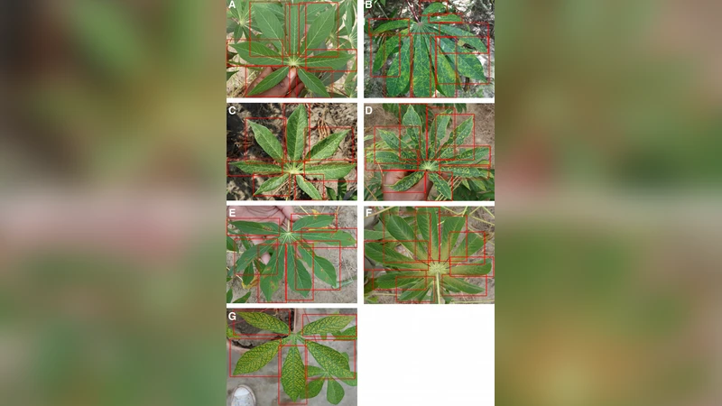 모바일 딥러닝을 활용한 카사바 잎병 진단 성능 평가