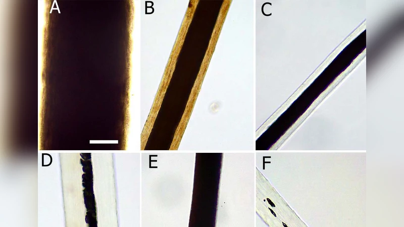 동물털 조직학을 활용한 국내 가축 종 식별 가이드라인 구축