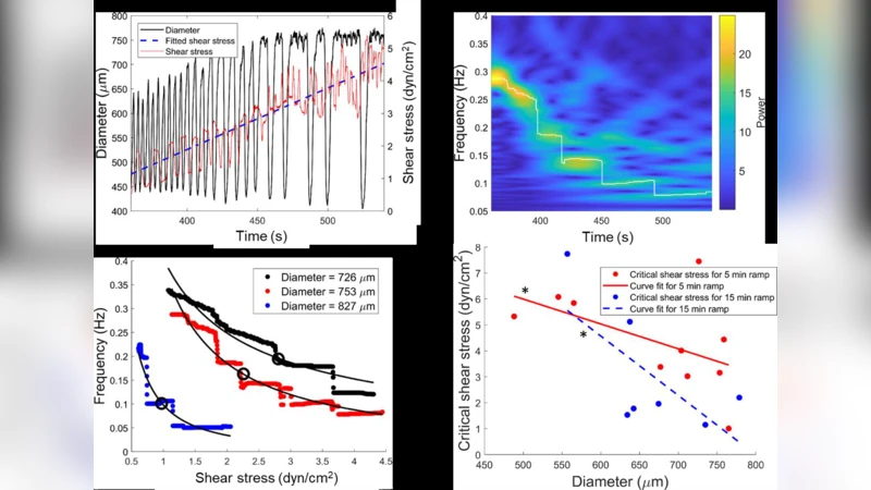 림프관 수축의 진동성 유동에 대한 동기화 메커니즘
