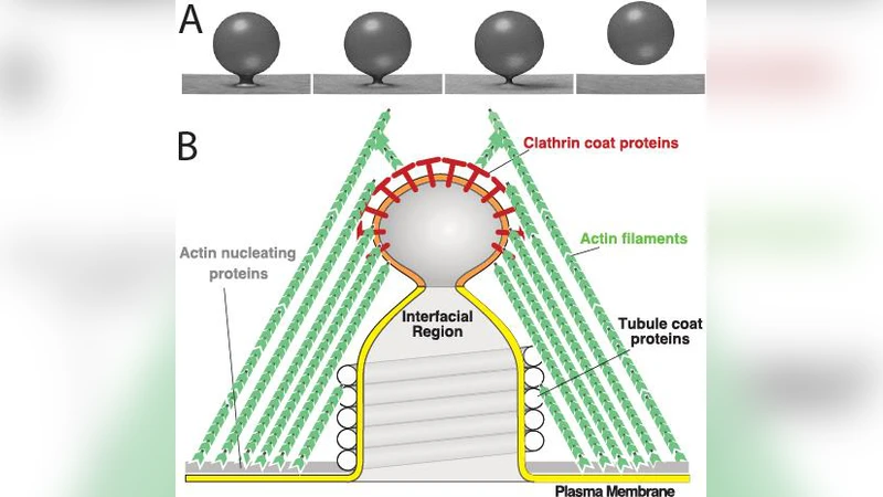 커피숍에서 배운 생물물리학 교훈